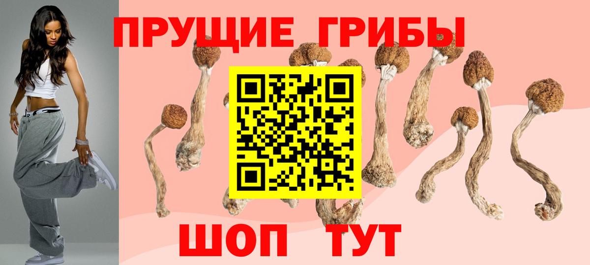 Псилоцибиновые грибы Psilocybe Гусев